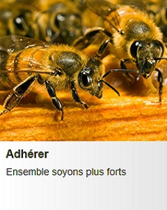 association de protection des abeilles - Adhérer à l'association Maksika