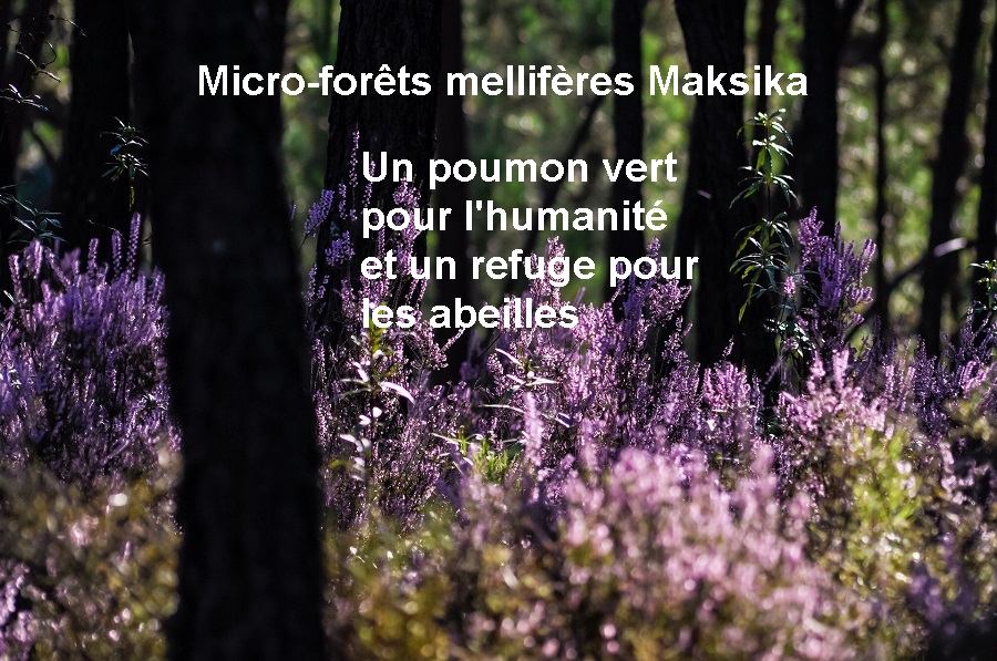 Micro forêt miywaki mellifère maksika- poumon vert et refuge pour les abeilles