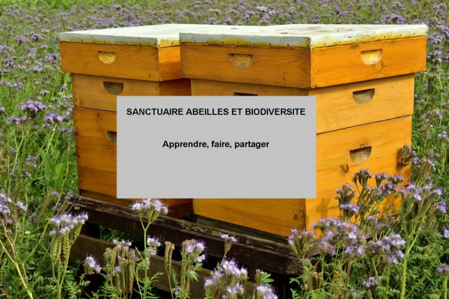 ruccher soidaire, rucher partagé pour apprendre faire et diffuser la connaissance sur la protection des abeilles