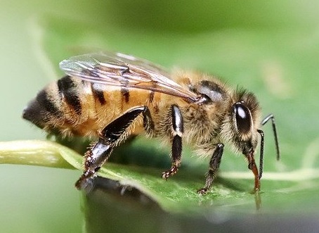 Association de protection de l'environnement et des abeilles maksika abeille de l'association de protection de l'environnement et des abeilles maksika